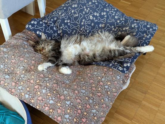 A black tabby with white Maine Coon stretched out on two cushioned blankets with his belly showing