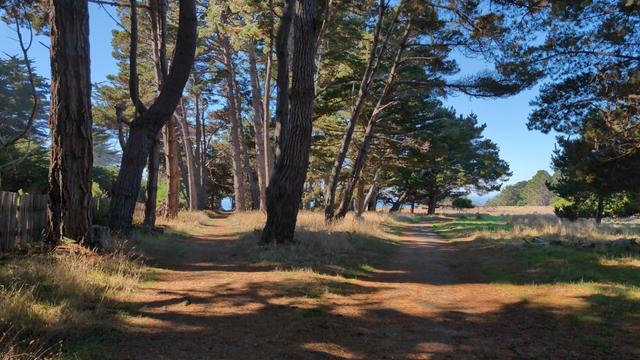 Cyprus and Pines arc above the trails in Gualala Regional Park.