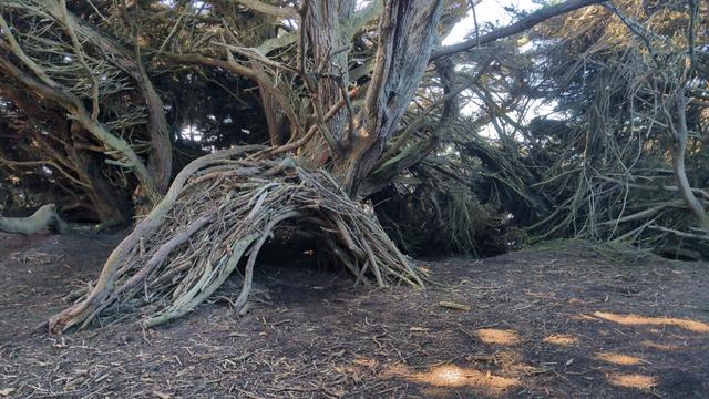A small structure made from fallen Cyprus branches, under the Cyprus tree canopy.