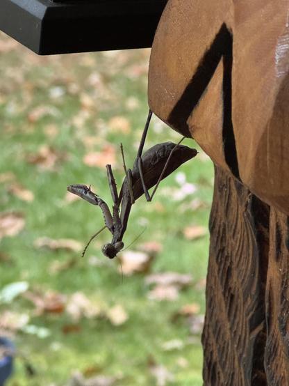 A praying mantis is hanging upside down from a carved wooden bear's nose.  S/he is attached merely by 2 feet.