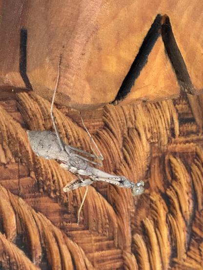 Another view of the same mantis, still just hanging around.  Clearly she's made friends with Root, who has yet to sneeze.