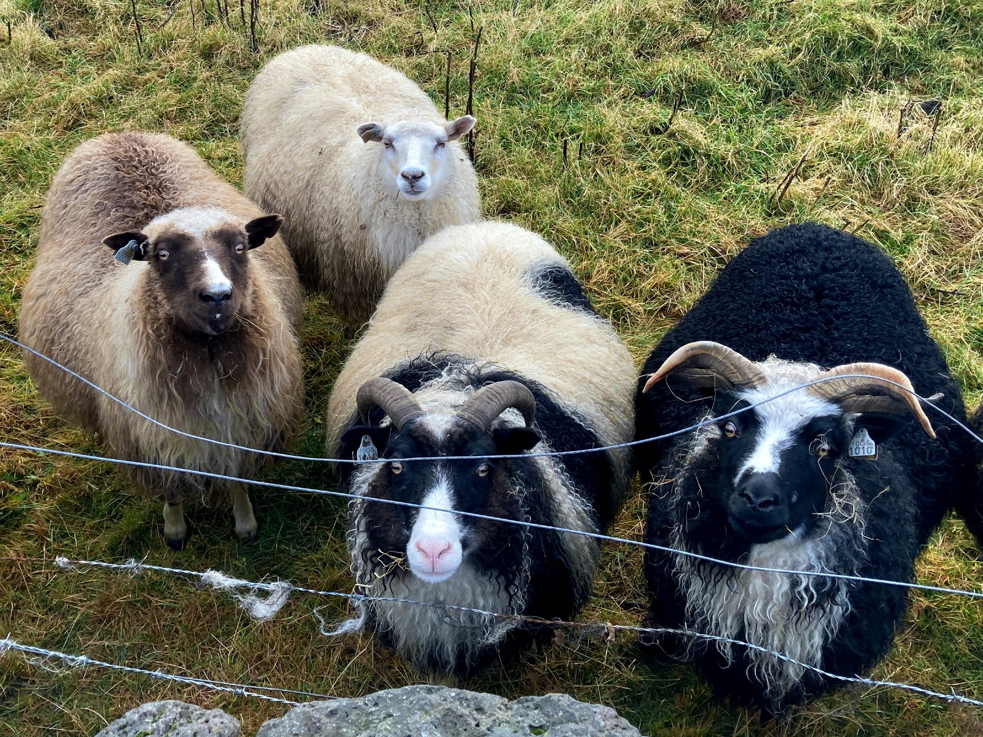 Four curious sheep looking at the camera.
