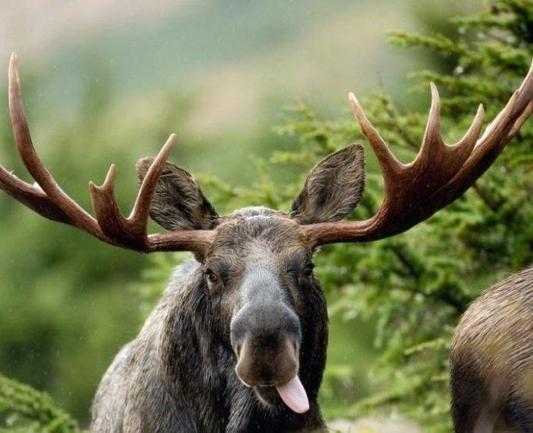 A Moose. You don't need a crown if you have antlers. Also much more useful than a hat.Don't tell anyone