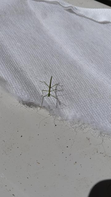 a small stick figure insect on a white background