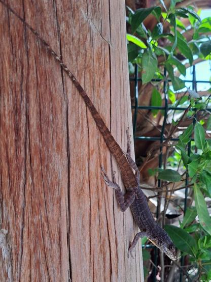 Anolis Lineatus, Lizzard, Paradera, Aruba