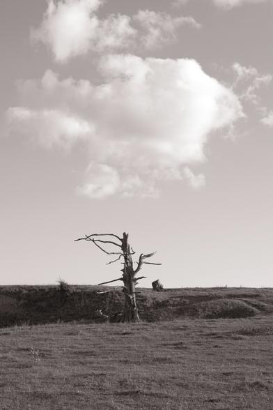 Das Bild zeigt eine monochrome Landschaft unter einem bedeckten Himmel. Im Vordergrund befindet sich ein Feld mit Gras, das sich bis zu einer sanften Bodenerhebung erstreckt. Auf dieser Erhebung steht ein abgestorbener, skelettartiger Baum mit wenigen, kahlen Ästen. Hinter dem Baum befindet sich ein weiterer Baumstumpf. Der Himmel ist von einer einzelnen Wolke dominiert, die in der Mitte des Bildes platziert ist. Die gesamte Szene strahlt eine ruhige, aber auch etwas trostlose Atmosphäre aus. The image shows a monochrome landscape under an overcast sky. In the foreground is a field of grass stretching to a gentle rise in the ground. On this rise stands a dead, skeletal tree with a few bare branches. Behind the tree is another tree stump. The sky is dominated by a single cloud, which is placed in the center of the image. The entire scene exudes a calm but also somewhat bleak atmosphere.