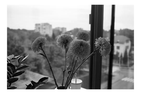A grainy black and white film photo focusing on a bunch of pom-pom chrysanthemums in a vase. They are positioned next to a dark window frame, through which a blurry view of trees and buildings can be seen. Dark leaves of another houseplant are visible in the foreground to the left.