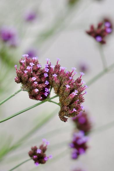 Purpletop Vervain blooming. Little floating islands of blooms