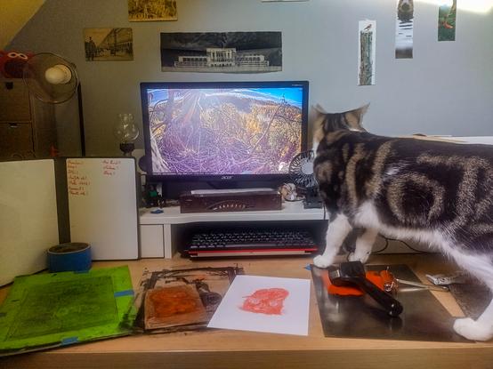 My computer desk with prints, ink trays, à mini white board with a print list, a computer screen and one of my cats.