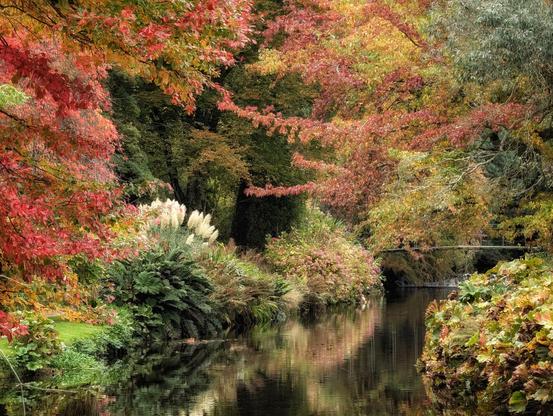 A tranquil scene of a narrow, dark river flowing between banks covered in lush, autumnal foliage. On the left, a vibrant display of ferns, tall white pampas grass, and trees with leaves in deep red, orange, and yellow hues is reflected in the water. The colours of the trees overhead create a natural canopy, with a small, dark bridge visible in the background on the right, connecting the heavily wooded banks.