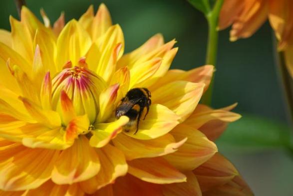 Eine Hummel sitzt in einer Dalienblüte