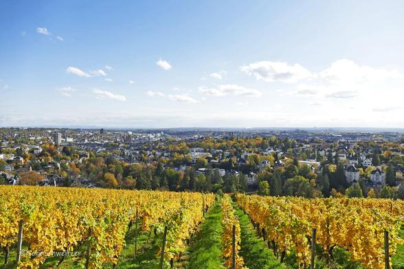 Ausblick vom Neroberg über die herbstlich gelben Weinreben auf Wiesbaden