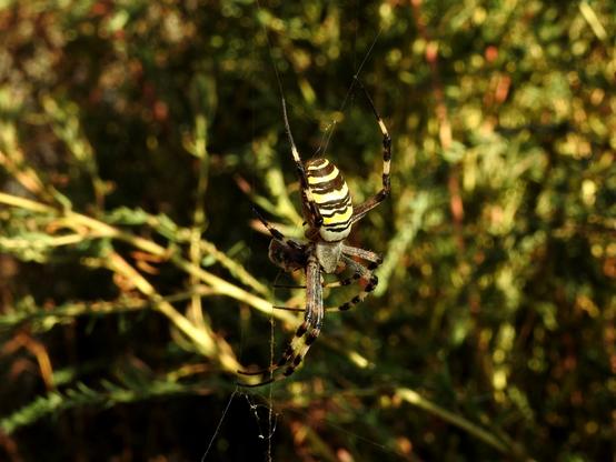 Una araña con llamativas rayas amarillas y negras cuelga de su telaraña en el centro de la imagen. Su abdomen es ovalado y presenta un patrón distintivo de bandas anchas amarillas y negras. Las patas, también visibles, son segmentadas en tonos amarillos y oscuros. Detrás de la araña, el fondo está desenfocado, mostrando una masa borrosa de follaje verde oscuro y algunas ramas, lo que resalta a la araña en primer plano. La imagen tiene una iluminación natural que resalta los colores vibrantes de la araña.