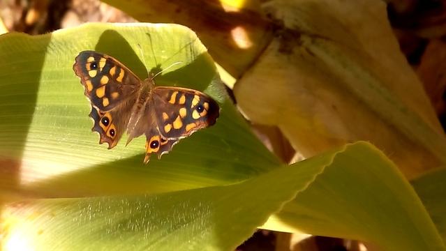 Una mariposa de tonos marrones y amarillos está posada sobre una hoja grande y verde. Sus alas, ligeramente abiertas, muestran un patrón intrincado de manchas amarillas y naranjas de forma ovalada y circular, algunas con centros negros que parecen pequeños ojos. La hoja verde tiene una textura ligeramente rugosa y está brillantemente iluminada por el sol, creando zonas de luz intensa y sombras marcadas. El fondo está desenfocado, con tonos amarillentos y marrones que sugieren más follaje o tallos de plantas bajo la luz del sol.