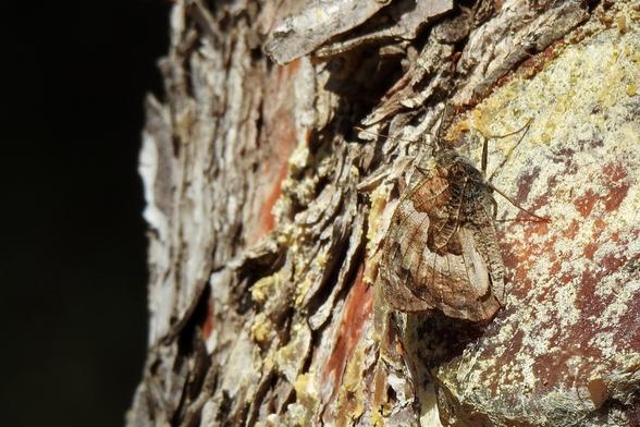Una mariposa de colores tierra descansa sobre la corteza de un árbol, con sus alas plegadas mostrando patrones intrincados en tonos de marrón, gris y crema que la mimetizan perfectamente con el entorno. La corteza es rugosa y escamosa, con grietas profundas que revelan tonos rojizos y parches de resina amarillenta y translúcida. El fondo es oscuro y desenfocado, lo que resalta la textura detallada de la mariposa y el árbol.