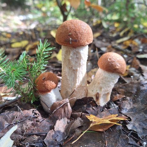 Nahaufnahme von drei Rotkappen. Sie sind unterschiedlich groß und stehen direkt aneinander und werden flankiert von einem jungen Fichtentrieb. Auf der Kappe des größten Pilzes haben sich zwei Insekten niedergelassen. Am rauhen Stiel frisst eine kleine Raupe. Um die Pilze herum liegt dunkelbraunes Laub. Zwei grüne Blätter davor.