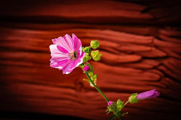 Pink flower with multiple petals and a visible black and yellow insect in the center, surrounded by green buds and leaves. The background features textured, horizontal red-brown wooden planks.