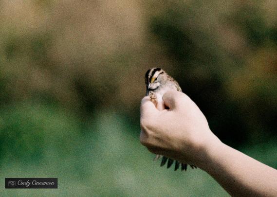 Petit oiseau dans une main prêt à prendre son envol après avoir été bagué pour une étude scientifique. Photographie par Cindy Cinnamon