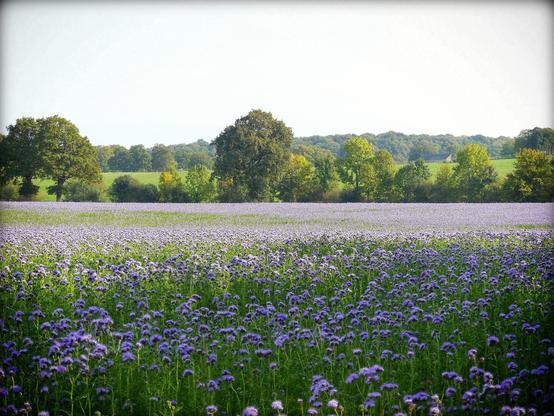 C’est un grand champ fleuri de phacélie 
Il y a de l’ombre au premier plan, du soleil au milieu et une haie d’arbres au fond