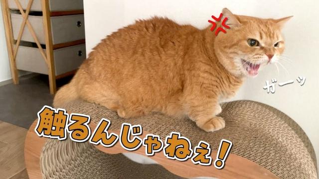 容赦なく触ろうとしてくる姉に怒った猫が猫パンチ連発しました…