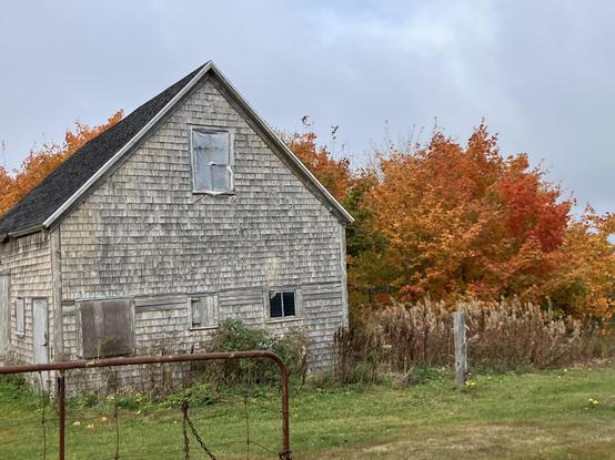 Weathered barn amidst fall foliage