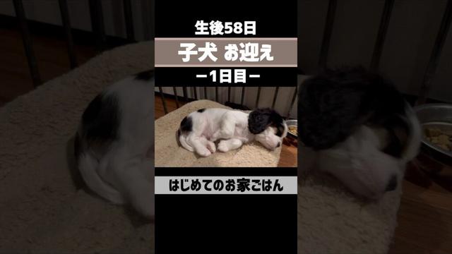 【子犬】お迎え当日③ #キャバリア #shorts