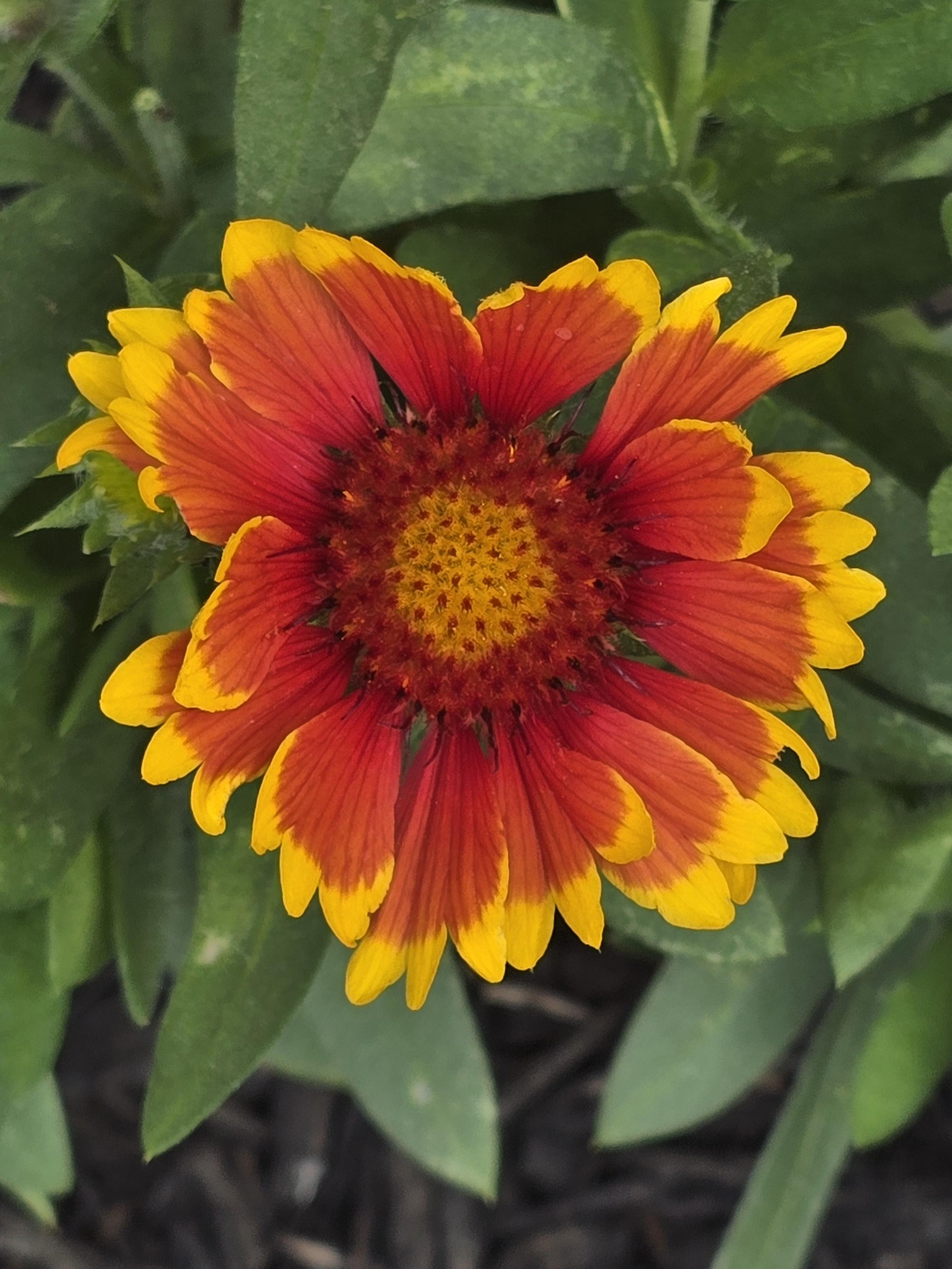 A red flower with a yellow ring. It's form kind of looks like the burning heart emoji ❤️‍🔥