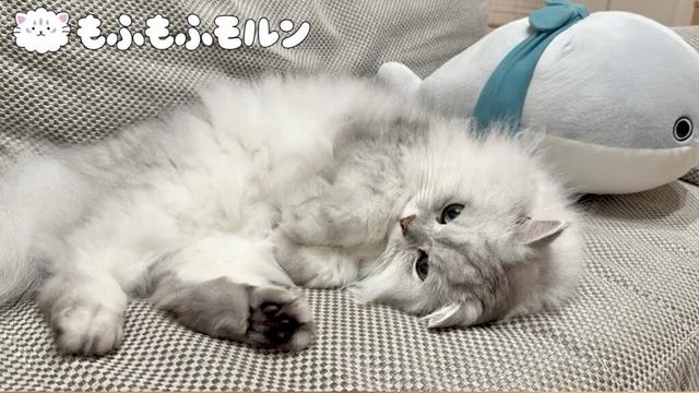 寝ている猫の特徴的なポーズ特集 【サイベリアン】
