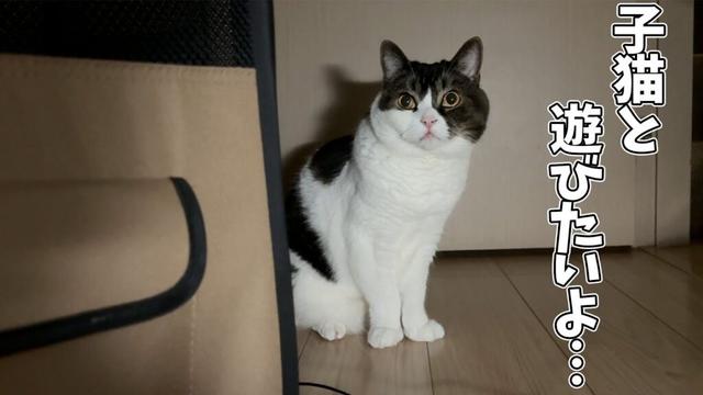 【子猫が家にやってきて3日目】子猫が気になって仕方がない先輩猫たちがこちらです。