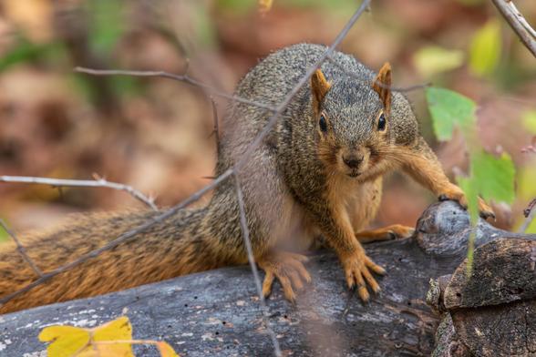 Photograph of an eastern fox squirrel sitting on a fallen tree or tree branch with out of focus brown and green foliage in the background. The squirrel is facing left but has its upper torso and head turned further to the right to look directly at the camera. The squirrel's tail is laid out behind it, and its feet are splayed across the trunk except its left foot which is grasping a bulge or lump on the fallen tree's trunk.  Fox squirrels have brown-grey fur with orange-brown fur on their underbelly, neck and cheek. They have dark eyes, a triangular face that ends in a relatively large nose, rounded ears, a long bushy tail, and hand-like fore paws and larger rear paws both with sharp claws.