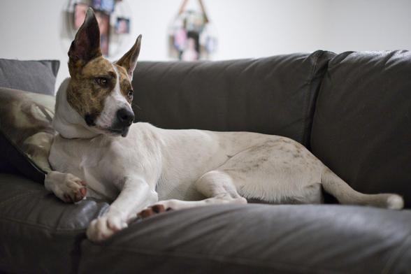 Auto-generated description: A dog with a brindle and white coat is lounging on a leather couch, looking attentively to the side.