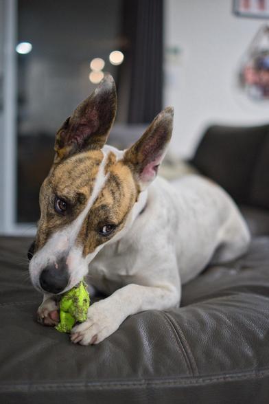 Auto-generated description: A dog with a brindled face and large ears is chewing on a small green toy while lying on a brown leather couch.