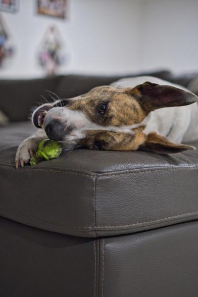 Auto-generated description: A dog playfully grips a green ball while lounging on a brown leather couch.