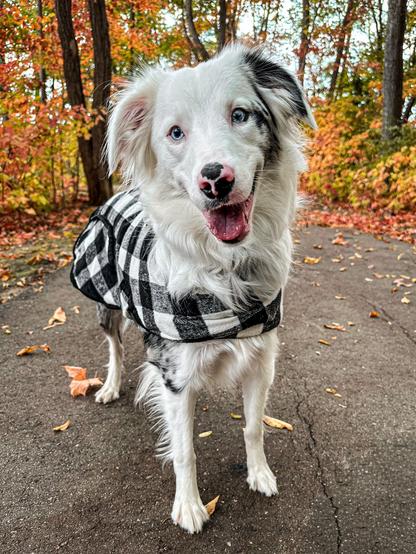 Double Merle Australian Shepard