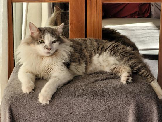A fluffy grey-and-white cat lounges regally on a soft grey cushion, paws stretched forward, with its reflection visible in the mirrored panels of a wooden cabinet behind. Sunlight gently illuminates its fur, highlighting its relaxed yet dignified posture. [Portuguese] Um gato fofinho cinza e branco descansa majestosamente sobre um puff coberto por uma manta cinza macia, patas esticadas para frente, com seu reflexo visível nas portinholas espelhadas de um móvel de madeira ao fundo. A luz do sol ilumina suavemente seu pelo, destacando sua postura relaxada e digna.
