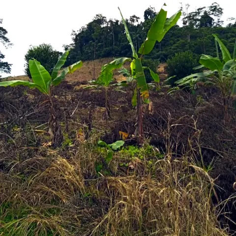 A photo of a burnt area of land. Some branches remain on the ground, and some mandarin trees and banana plants have survived with some singed leaves. The ground is a mix of black and brown. In the foreground and the background, some ugly brown grass still stands, having recently gone to seed. In the far back of the image, at the top of the hill, the last patch of original rainforest remains, its dark green contrasting with the brown and burnt landscape below and the white overcast sky above.