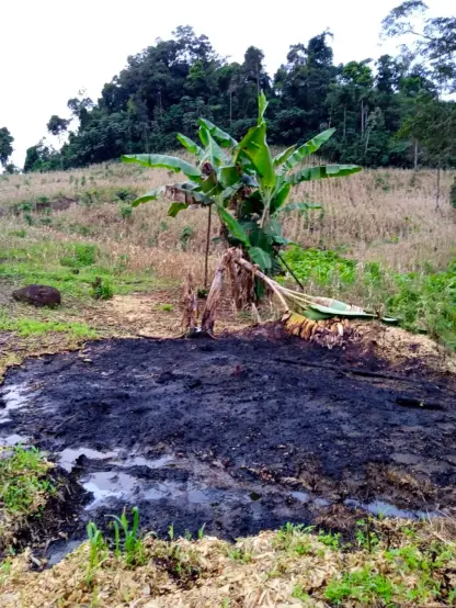 A photo of an area of land recently cleared and used to grow maize. The maize has been harvestd, and the straight rows of dry and brown stalks are visible in the background. In the centre of the photo is a single banana plant with one of its pseudostems broken and bent down to the ground. The foreground of the image contains a large blackened patch of ground where the refuse from the maize harvest was piled and burnt. Some green pasture grass is already colonising the area. In the far back of the image, at the top of the hill, the last patch of original rainforest remains, its dark green contrasting with the brown and burnt landscape below and the white overcast sky above.