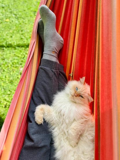 Eine flauschige weiße Katze liegt entspannt neben einer Person in einer rot gestreiften Hängematte. Die Katze blickt ruhig in die Kamera, während im Hintergrund grünes Gras zu sehen ist. Das Bild strahlt Ruhe aus.