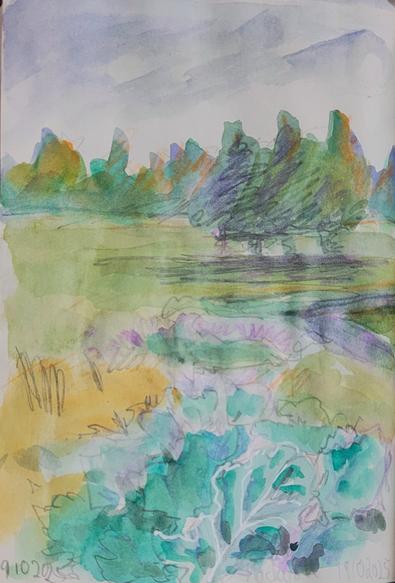 Aquarellskizze: Landschaft mit Baumgruppe,  im Vordergrund ein Rübenfeld