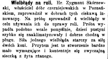 Wycinek z gazety:

Wielbłądy na roli. Hr. Zygmunt Skórzewski, właściciel dóbr czerniejewskich w Poznańskiem, zaprowadził w dobrach tych ciekawą innowacyę. Na próbę sprowadził 4 wielbłądy w celu używania ich do uprawy roli. Próba wypadła podobno wcale pomyślnie, dzieci pustyni szybko się zaaklimatyzowały i dobrze chodzą w pługu. Siła jednego wielbłąda starczy za siłę dwóch koni. Przytem jest to stworzenie bardzo mało wymagające i kontentuje się zwyczajną sieczką z żyta rżanego.