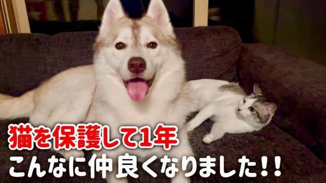 落ち着いて仲良く寄り添うようになった猫とハスキー