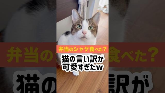 弁当のシャケ盗み食いした猫の言い訳が必死すぎて草