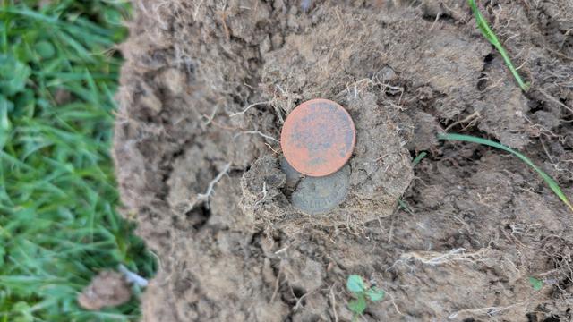 Overturned soil shows a coin