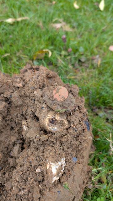 Overturned soil shows a coin