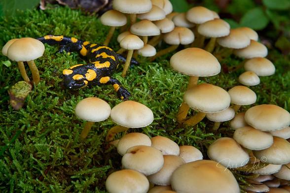 Close-up of a large group of mushrooms of the genus Hypholoma growing on a large, moss-covered stump. The mushrooms occupy two-thirds of the frame, from the center to the right side. In the upper left part of the photo, a fire salamander (Salamandra salamandra) rests on a green carpet of moss. Her head is turned toward the photographer.