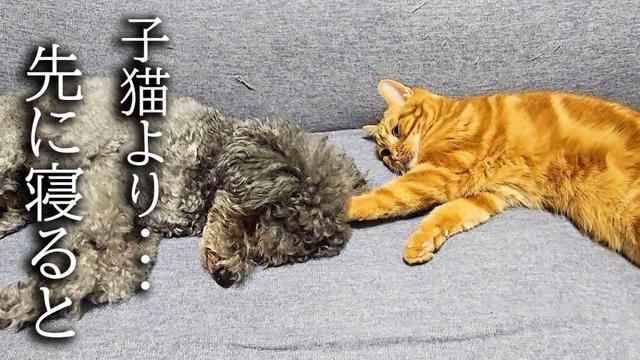 犬が子猫より先に寝るとこうなります...