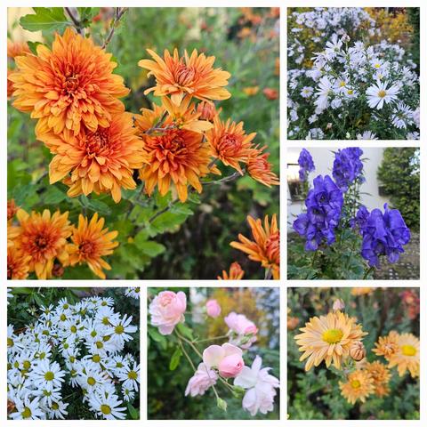 Top left: double flowers of bright orange Chrysanthemum 'Mandarine'.
Top right: light blue daisy-like flowers of Aster dumosus 'Himmelblau'.
Middle right: dark blue bells of Aconitum carmichaelii 'Arendsii'.
Bottom left: lots of white daisy-like flowers of Actanthemum arcticum.
Bottom middle: light pink semi-double flowers of the Moschata rose 'Jean Stephenne'.
Bottom right: amber coloured, daisy-like flowers of Chrysanthemum 'Kleiner Bernstein'.