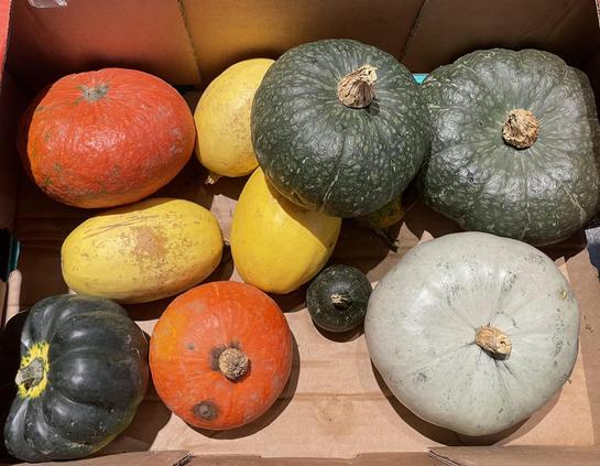 Cardboard crate of culinary squash - orange pumkins, greens, pale green, and elongated yellow. The top top right ones look like Japanese kabocha (medium and large).