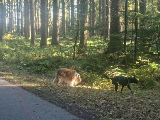Zwei Hunde auf sonnigem Waldweg