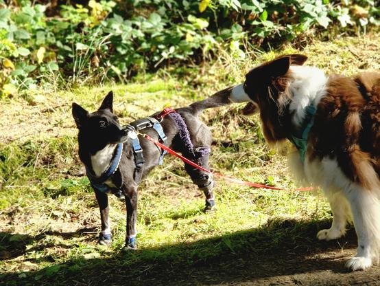 Zwei Hunde auf sonnigem Waldweg
